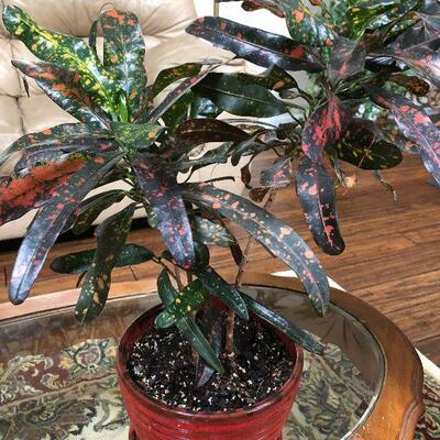 L3: Live Spotted Croton House Plant