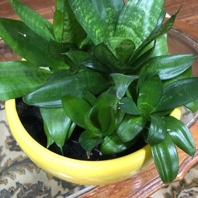 L4: Live Snake House Plant