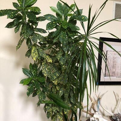 L13: Tall Potted House Plant