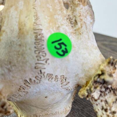 L153: Deer Decor