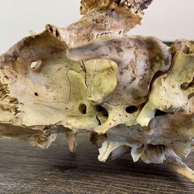 L153: Deer Decor