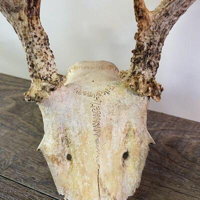 L153: Deer Decor
