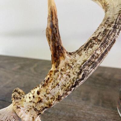 L153: Deer Decor