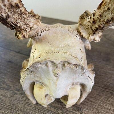 L153: Deer Decor