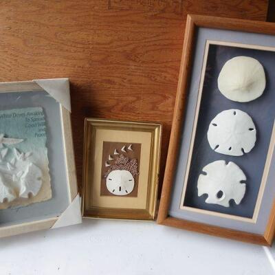 3- New framed Sea shell portraits.