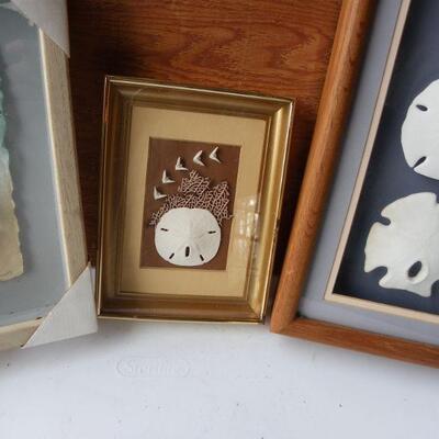 3- New framed Sea shell portraits.