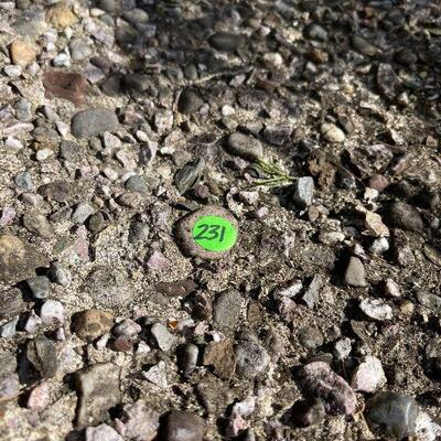 231: Cement Birdfeeder