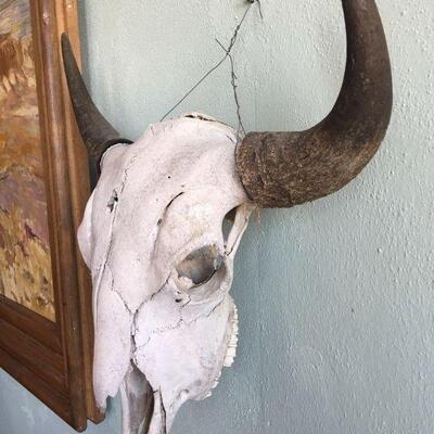 CLASSIC real Buffalo skull with bullet hole - clean!
