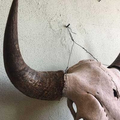 CLASSIC real Buffalo skull with bullet hole - clean!
