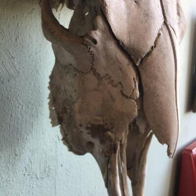 CLASSIC real Buffalo skull with bullet hole - clean!