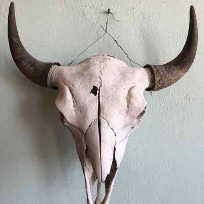 CLASSIC real Buffalo skull with bullet hole - clean!