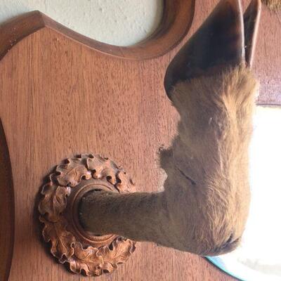 Antique Pronghorn Antelope Shoulder Mount  with mirror and hoof hooks