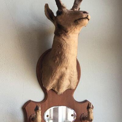 Antique Pronghorn Antelope Shoulder Mount  with mirror and hoof hooks