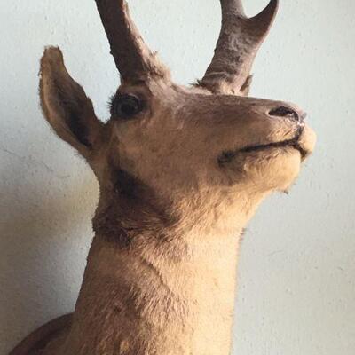 Antique Pronghorn Antelope Shoulder Mount  with mirror and hoof hooks