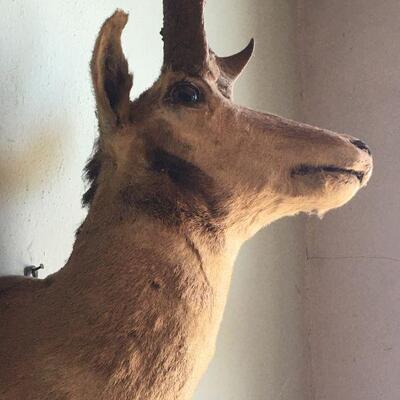 Antique Pronghorn Antelope Shoulder Mount  with mirror and hoof hooks