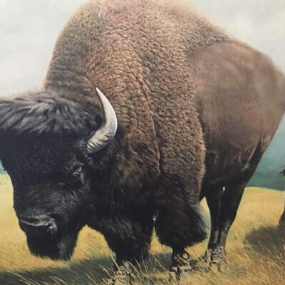 Charles Frace Bison Print, signed Limited Edition