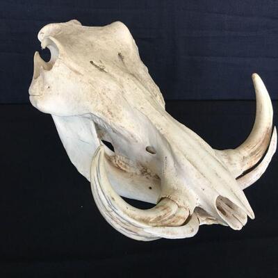 African Warhog Skull