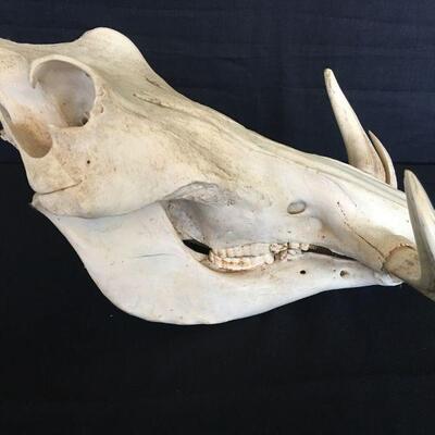 African Warhog Skull