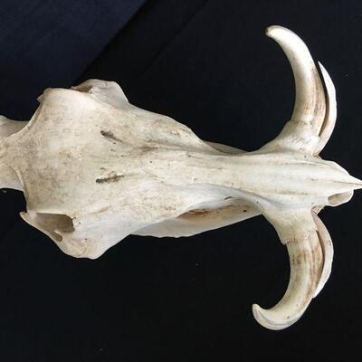 African Warhog Skull