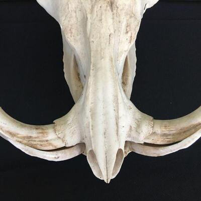 African Warhog Skull