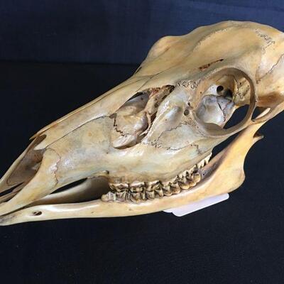 Sheep Skull w/ Loose Bottom Jaw