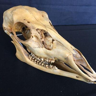 Sheep Skull w/ Loose Bottom Jaw