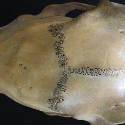 Sheep Skull w/ Loose Bottom Jaw
