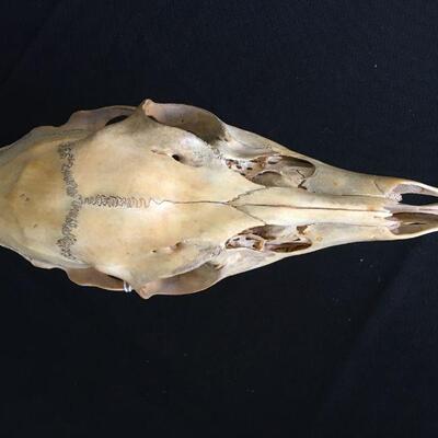 Sheep Skull w/ Loose Bottom Jaw