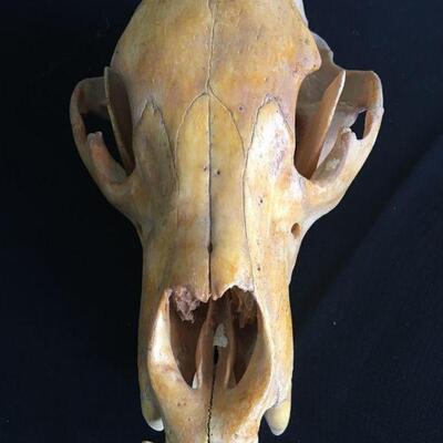 Bear Skull w/ Loose Lower Jaw - Canines 