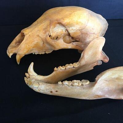 Bear Skull w/ Loose Lower Jaw - Canines 