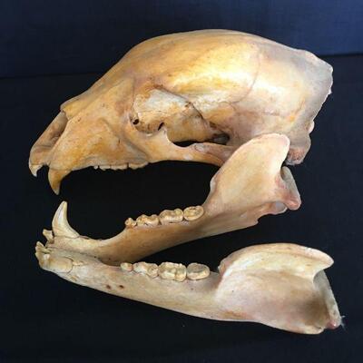 Bear Skull w/ Loose Lower Jaw - Canines 