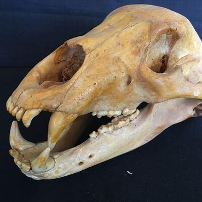 Bear Skull w/ Loose Lower Jaw - Canines 