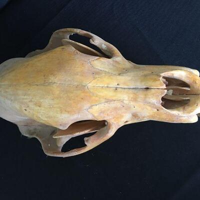 Bear Skull w/ Loose Lower Jaw - Canines 