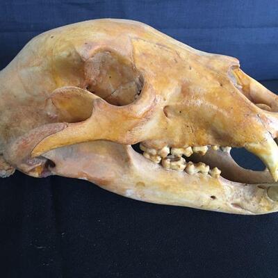 Bear Skull w/ Loose Lower Jaw - Canines 