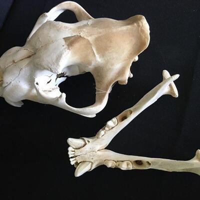 Grizzly Skull - Complete Canines