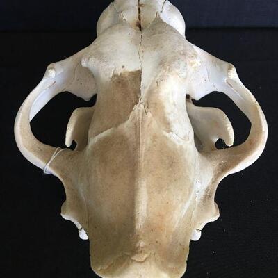 Grizzly Skull - Complete Canines