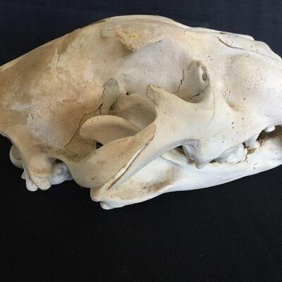 Grizzly Skull - Complete Canines