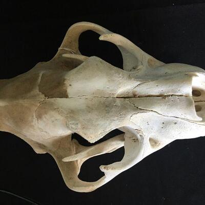 Grizzly Skull - Complete Canines