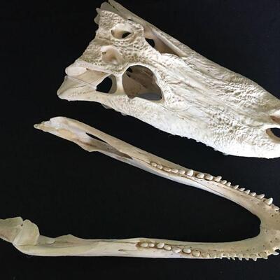 Super Clean Crocodile Skull