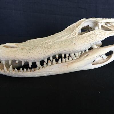 Super Clean Crocodile Skull