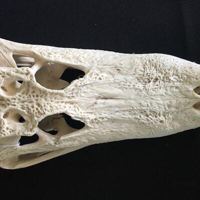 Super Clean Crocodile Skull