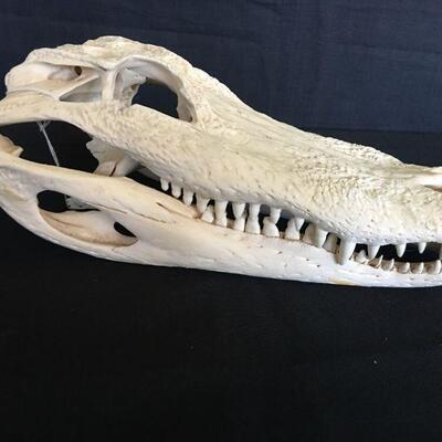 Super Clean Crocodile Skull