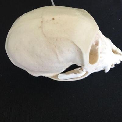 Monkey Skull - Very Clean Canines