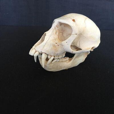 Monkey Skull - Very Clean Canines