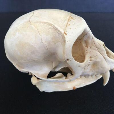Monkey Skull - Very Clean Canines