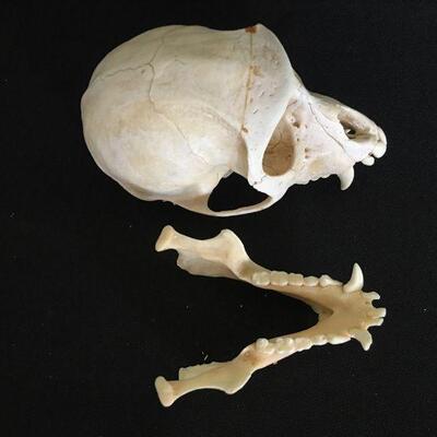 Monkey Skull - Very Clean Canines