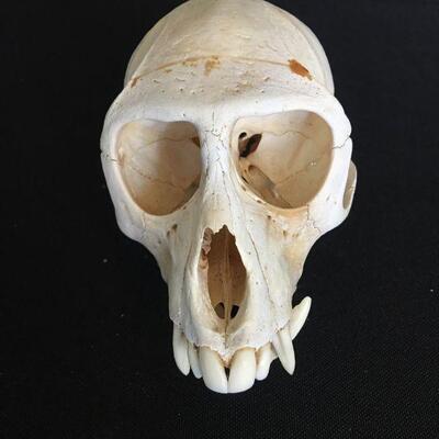 Monkey Skull - Very Clean Canines