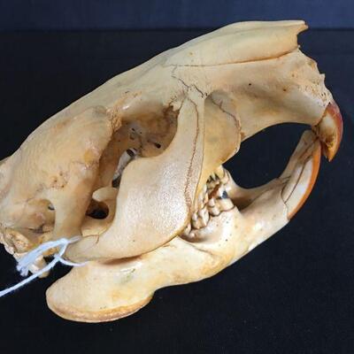 Beaver Skull Complete 