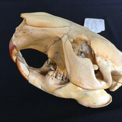 Beaver Skull Complete 