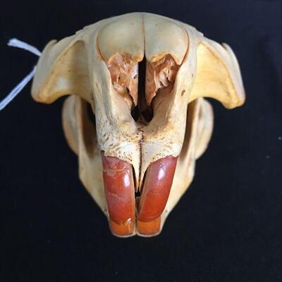 Beaver Skull Complete 